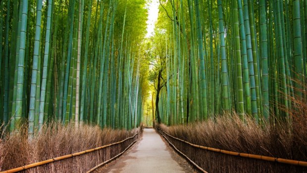 Bamboo Trail In Japan